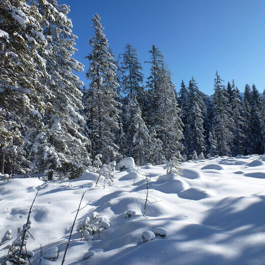 Verschneite Winterlandschaft